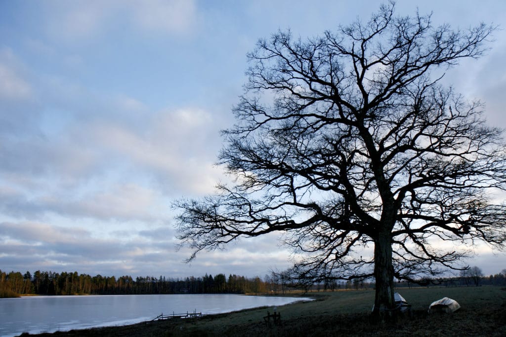 Big tree