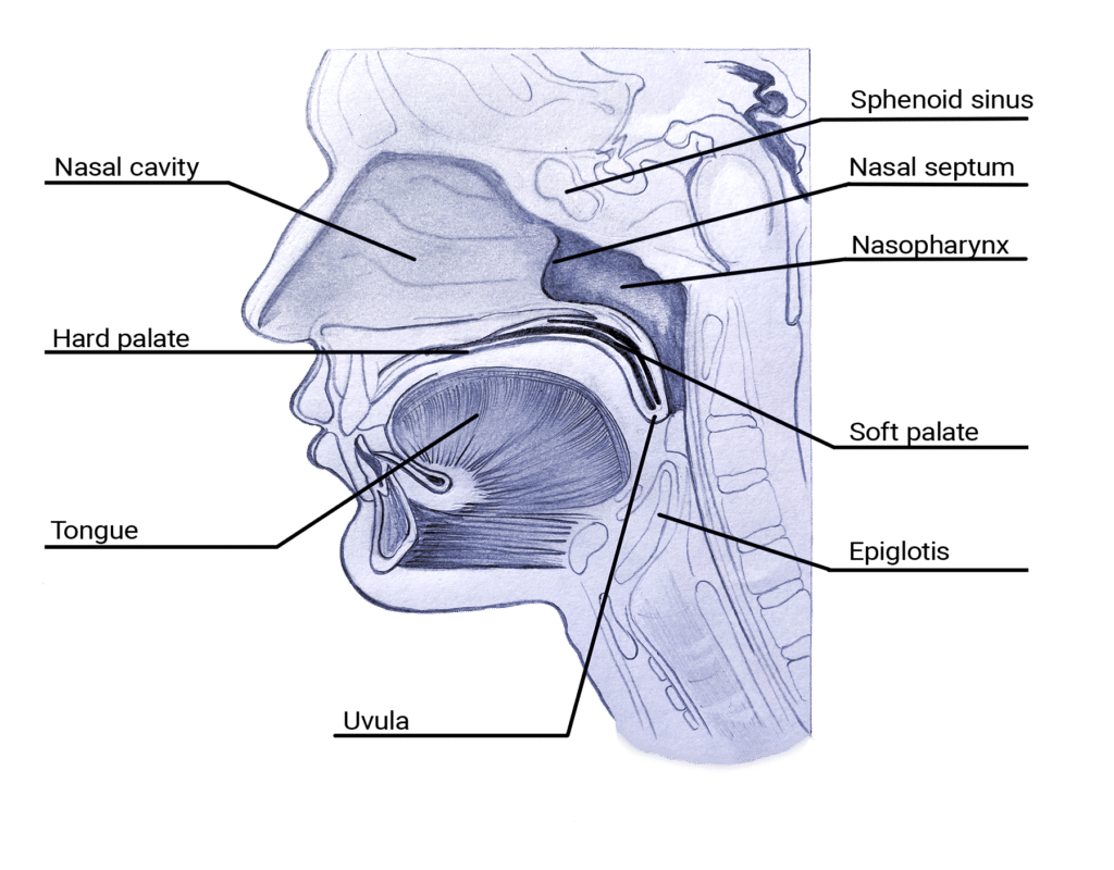 The anatomy of Khecari Mudra