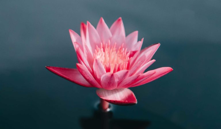 A lotus flower symbolising the unfolding from a holistic yoga practice.