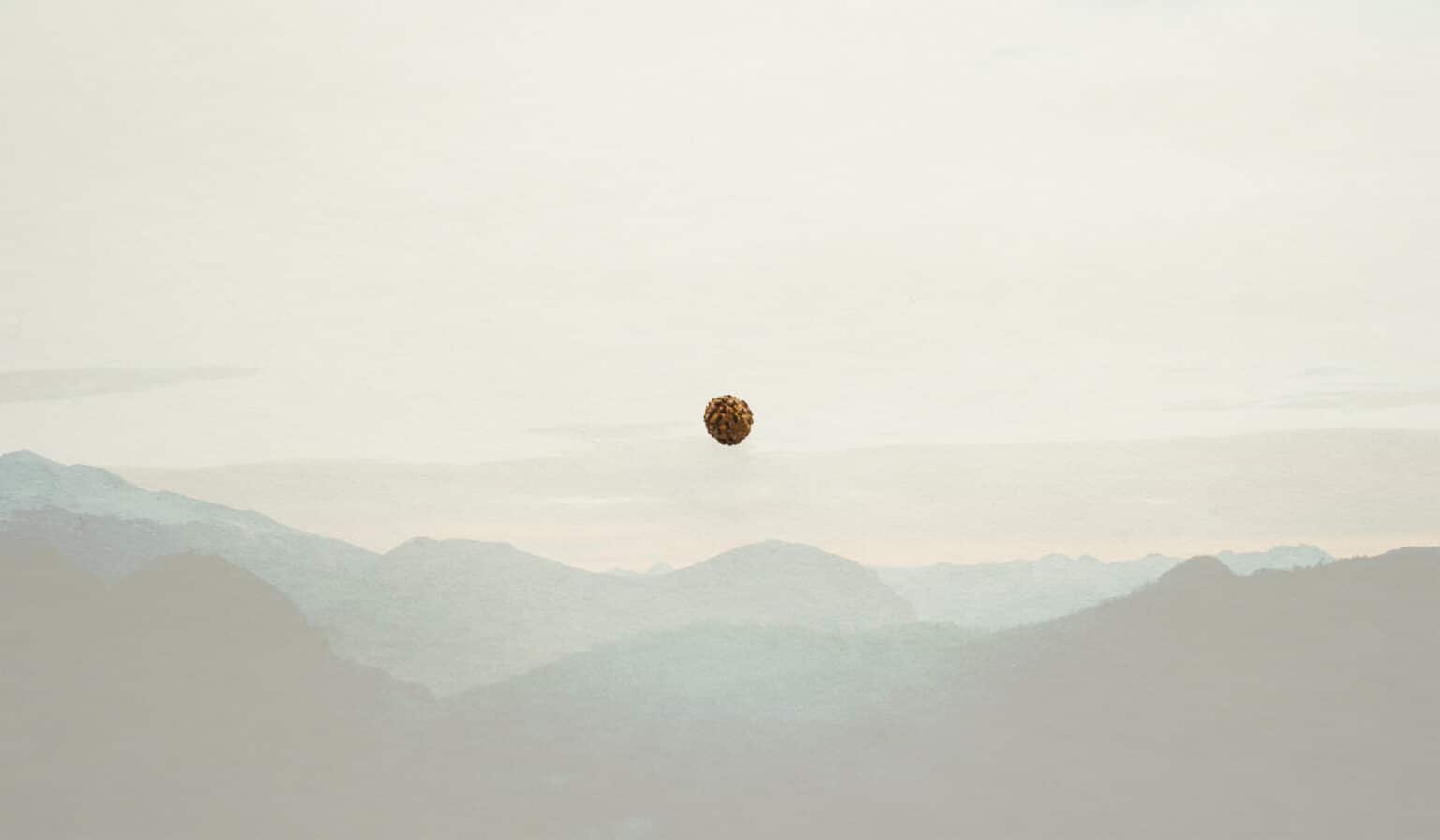 Image of a rudraksha seed. A symbol of sankalpa, a magical seed.