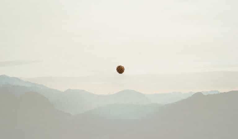 Image of a rudraksha seed. A symbol of sankalpa, a magical seed.